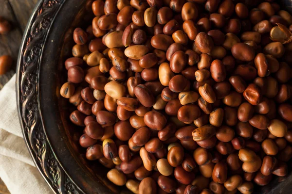 Syrové suché organické Fava fazole — Stock fotografie