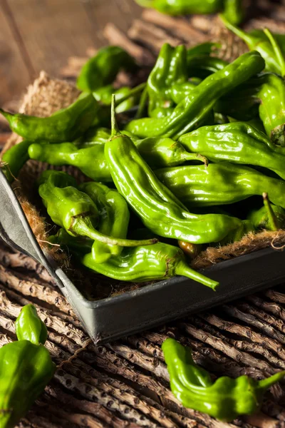 Pimentos Shashito verde orgânico cru — Fotografia de Stock