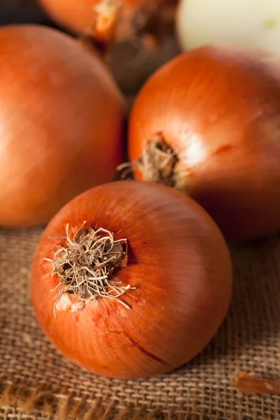 Cebollas amarillas orgánicas crudas — Foto de Stock