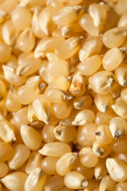 Ham organik beyaz patlamış mısır Kernals