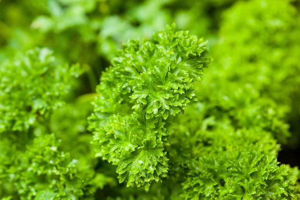 Organické zelené petrželky — Stock fotografie