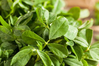 Ham organik Çemen Methi yaprakları
