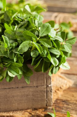 Ham organik Çemen Methi yaprakları