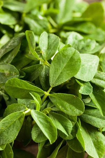 Hojas de alholva orgánica cruda Methi —  Fotos de Stock