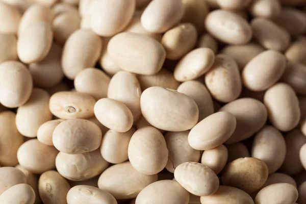 Raw Organic White Navy Beans — Stock Photo, Image