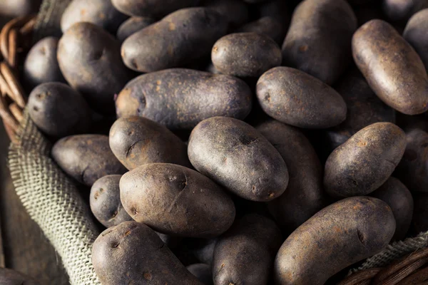 Pommes de terre violettes biologiques crues — Photo