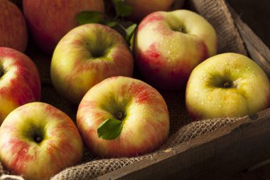 Ham organik Honeycrisp elma