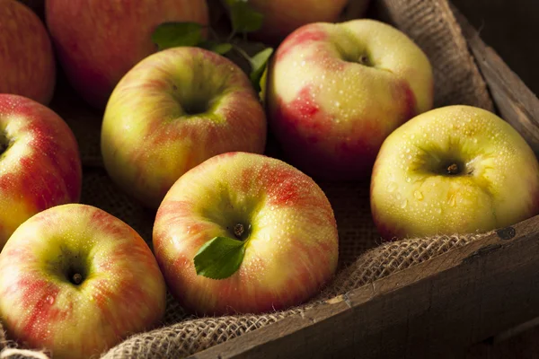 Raw bio Honeycrisp jablka — Stock fotografie