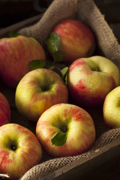 Raw bio Honeycrisp jablka — Stock fotografie