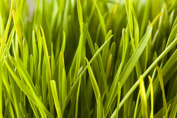 Healthy Raw Green Wheat Grass