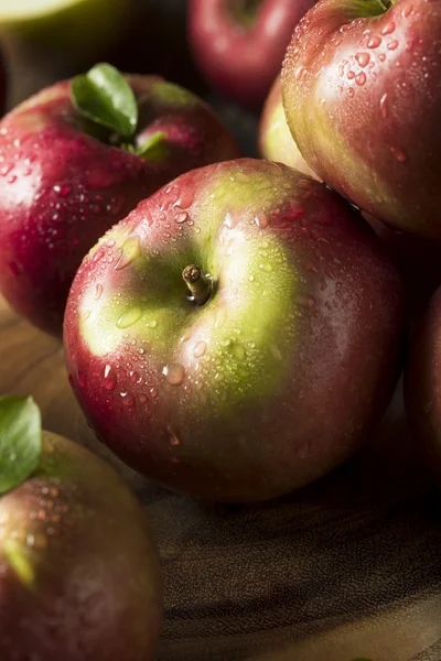 Rå, organiske røde Mcintosh-epler – stockfoto
