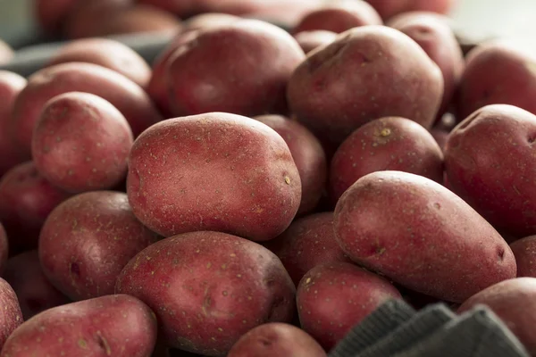 Patatas rojas orgánicas crudas — Foto de Stock