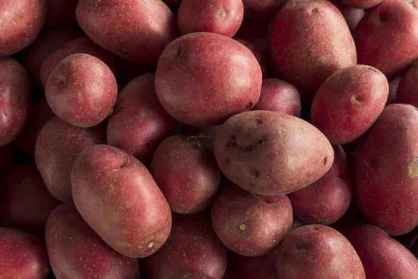 Patatas rojas orgánicas crudas — Foto de Stock