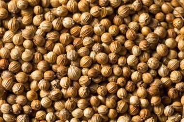 Çiğ organik kişniş tohumları kasede