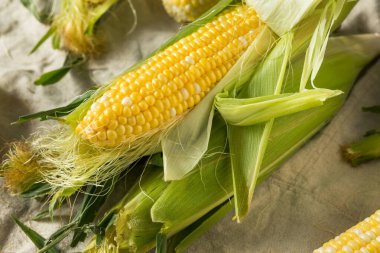 Çiğ organik mısır koçanda pişmeye hazır.