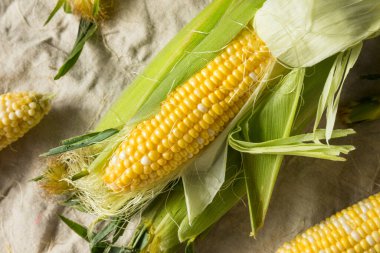 Çiğ organik mısır koçanda pişmeye hazır.