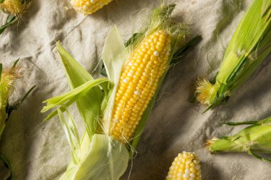 Çiğ organik mısır koçanda pişmeye hazır.