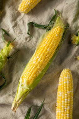 Çiğ organik mısır koçanda pişmeye hazır.
