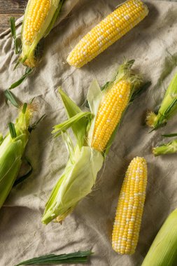 Çiğ organik mısır koçanda pişmeye hazır.