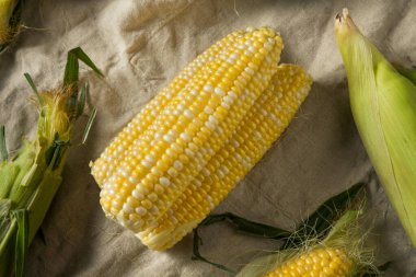Çiğ organik mısır koçanda pişmeye hazır.