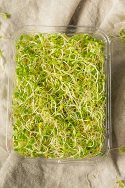 Konteynırda Yeşil Çiğ Alfalfa Filizleri