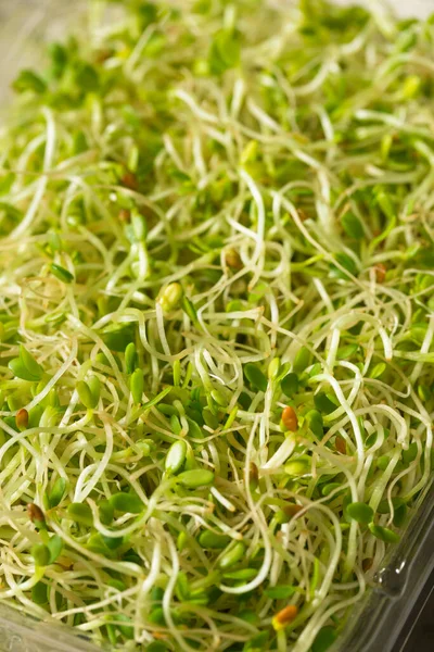 Organic Green Raw Alfalfa Sprouts Container — Stock Photo, Image