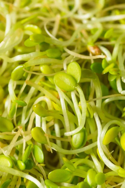 Organic Green Raw Alfalfa Sprouts Container — Stock Photo, Image