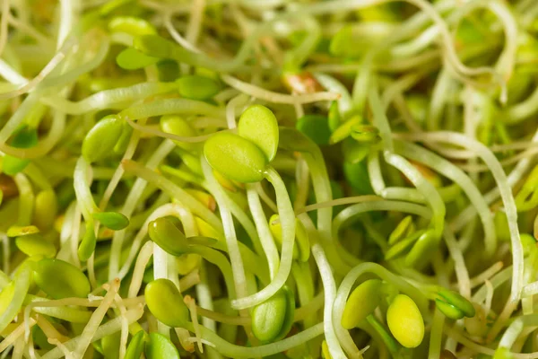 Organic Green Raw Alfalfa Sprouts Container — Stock Photo, Image