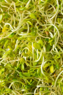 Konteynırda Yeşil Çiğ Alfalfa Filizleri