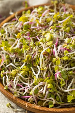 Organik Kırmızı Turp Filizi Mikroçimler Bir kasede