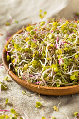 Organik Kırmızı Turp Filizi Mikroçimler Bir kasede