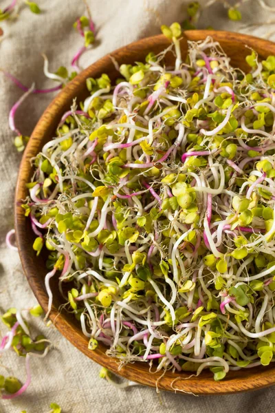 Microgreens Radis Rouges Crus Biologiques Dans Bol — Photo