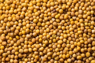 Kase içinde çiğ organik sarı hardal tohumları