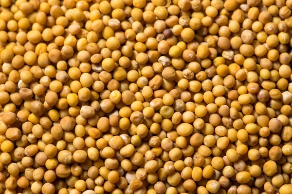Semillas Mostaza Amarillas Orgánicas Crudas Tazón — Foto de Stock