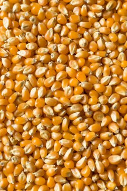 Çiğ organik sarı patlamış mısır kasesi.