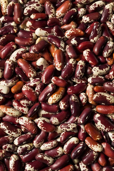 Raw Red Organic Cattle Kidney Beans Bowl — Stock Photo, Image