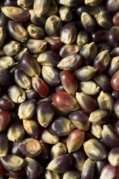 Torr Ekologisk Lila Popcorn Skål — Stockfoto