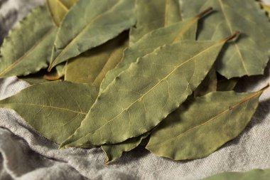 Healthy Organic Raw Bay Leaves in a Bunch