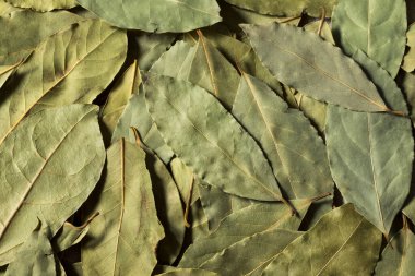Healthy Organic Raw Bay Leaves in a Bunch