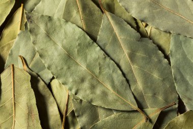 Healthy Organic Raw Bay Leaves in a Bunch