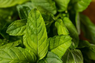 Çiğ Yeşil Organik Nane Bitkileri Kullanmaya Hazır