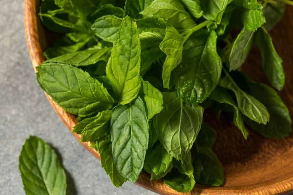 Raw Green Organic Mint Herbs Redo Att Använda — Stockfoto