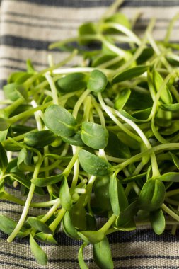 Bir demet çiğ yeşil organik ay çiçeği filizleri