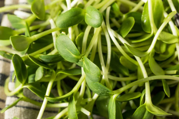 Raw Green Organic Sunflower Sprouts Bunch — Stock Photo, Image