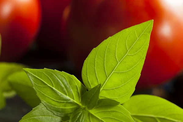 Fresh Green Organic Basil — Stock Photo, Image