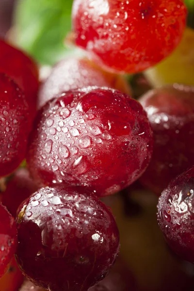 Bio-rohe rote Trauben — Stockfoto