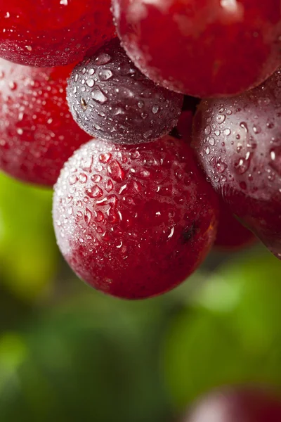 Biologische rauw rode druiven — Stockfoto