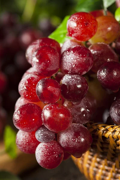 Органические красные виноградные лозы — стоковое фото