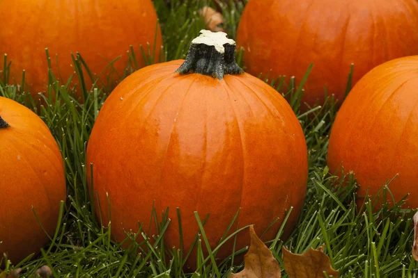 Organic Orange Pie Pumpkin — Stock Photo, Image