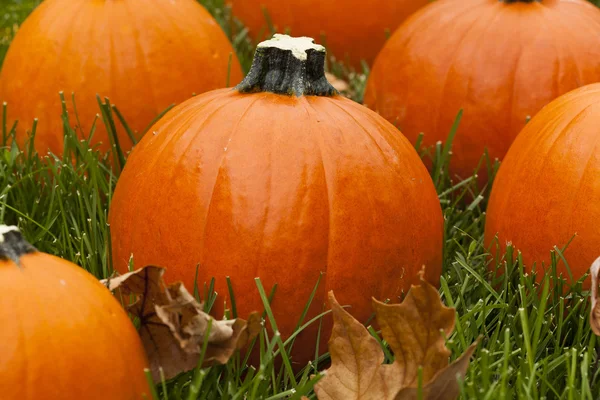 Organic Orange Pie Pumpkin — Stock Photo, Image